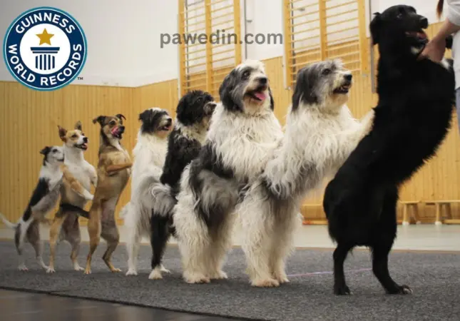 18 Guinness World Records held by Dogs