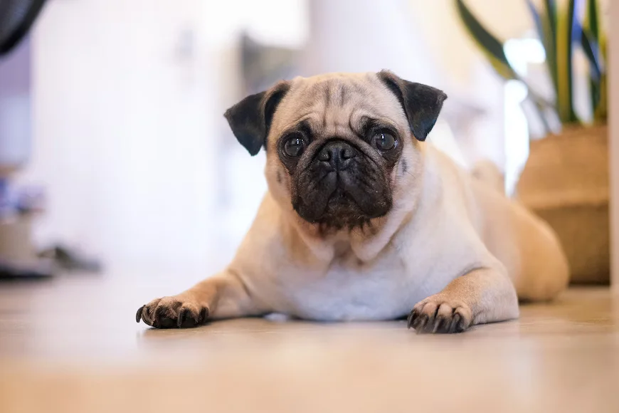 Pug dog breed