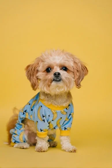 Shih Tzu Dog Breed