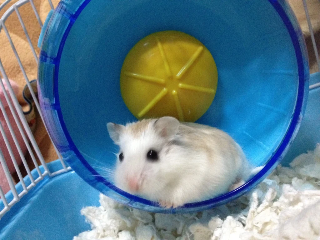 White Roborovski Hamster