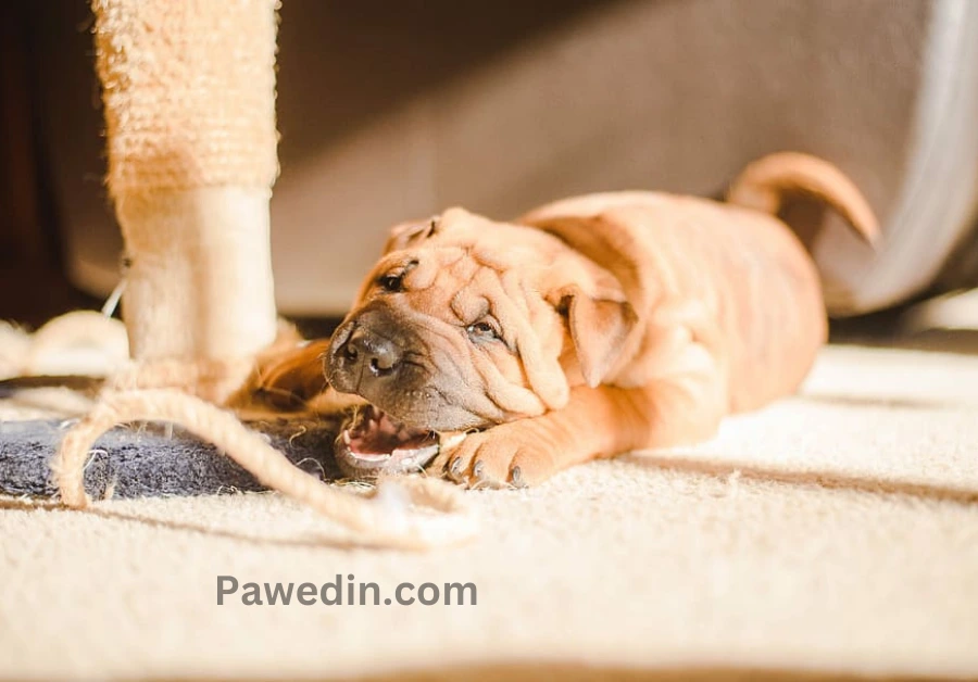 Image of a bear coat Shar Pei canine