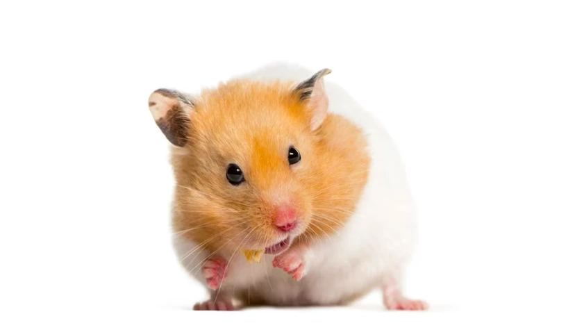 Hamster Facts
