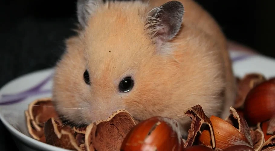 Syrian Hamster Golden Hamster Eating