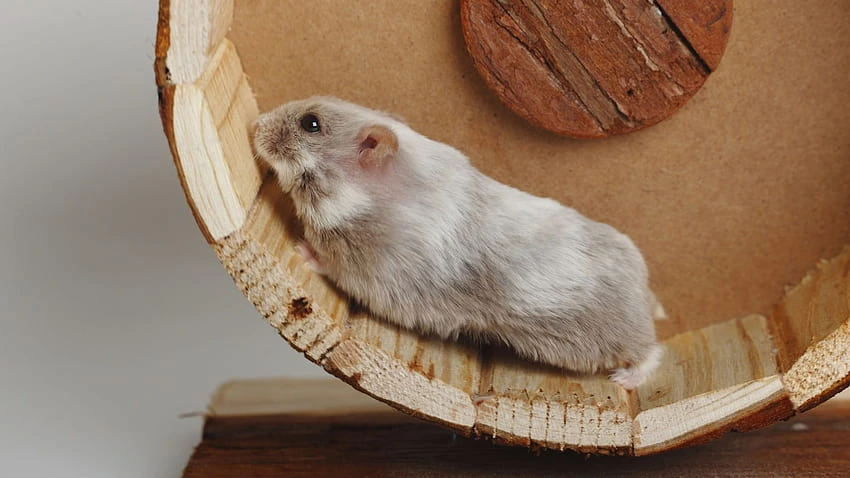 Russian Dwarf Hamster