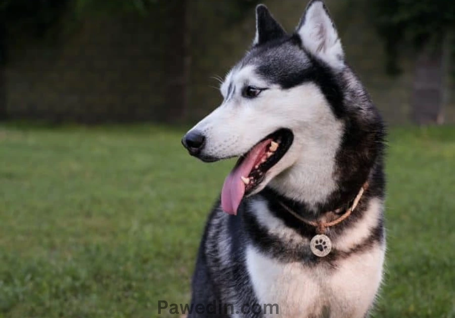 Shar Pei Husky Mix: The Perfect Pet For You? Find Out (2023)