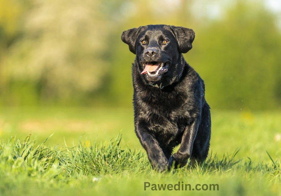 Shar Pei Lab Mix Secrets: 15 Traits That Make Them Irresistible