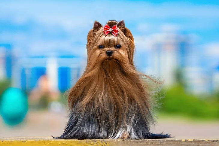 Yorkshire Terrier standing outdoors