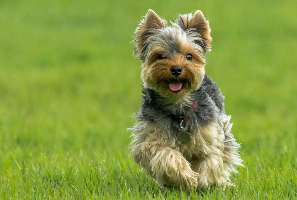 Yorkshire terrier dog