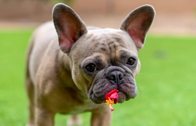 allergy in french bulldog
