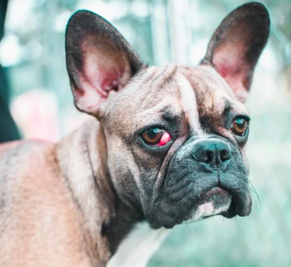 checrry eyes in french bulldog health issues