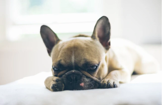 17 French Bulldog Health Issues What You Need To Know