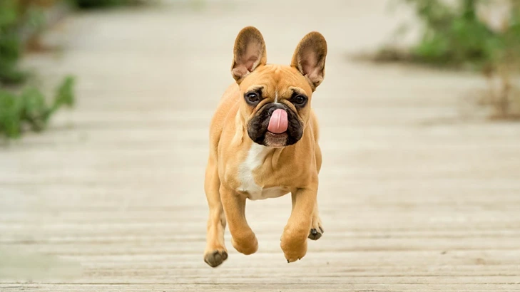 french bulldog running