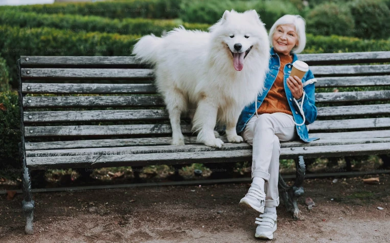 Samoyed facts