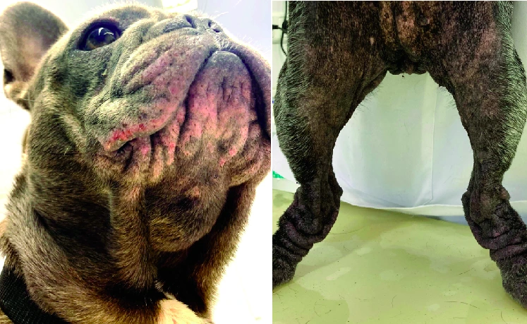 skin fold dermatitis in french bulldog